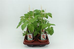 Afbeelding van Tomaat. Mini pruimtomaat